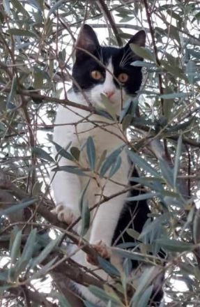 Tommy, geb. ca. 07/2023, lebt in GRIECHENLAND, auf einer privaten Pflegestelle