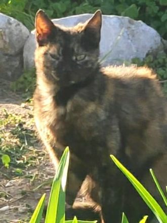 Tartougia, geb. ca. 04/2022, lebt in GRIECHENLAND, auf einer privaten Pflegestelle