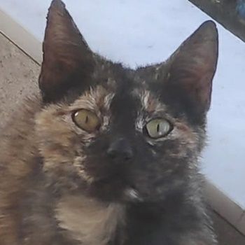 Tartougia, geb. ca. 04/2022, lebt in GRIECHENLAND, auf einer privaten Pflegestelle