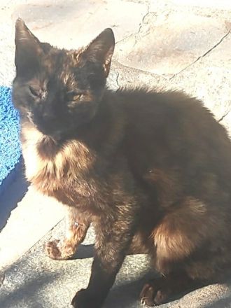 Tartougia, geb. ca. 04/2022, lebt in GRIECHENLAND, auf einer privaten Pflegestelle