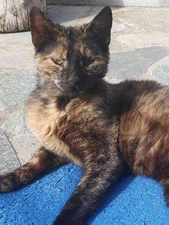 Tartougia, geb. ca. 04/2022, lebt in GRIECHENLAND, auf einer privaten Pflegestelle