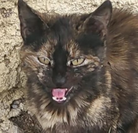 Tartougia, geb. ca. 04/2022, lebt in GRIECHENLAND, auf einer privaten Pflegestelle