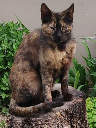 Tartougia, geb. ca. 04/2022, lebt in GRIECHENLAND, auf einer privaten Pflegestelle