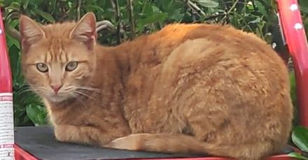 Sundy, geb. ca. 04/2021, lebt in GRIECHENLAND, auf einer privaten Pflegestelle