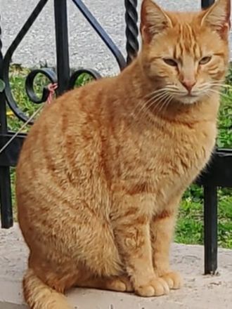 Sundy, geb. ca. 04/2021, lebt in GRIECHENLAND, auf einer privaten Pflegestelle