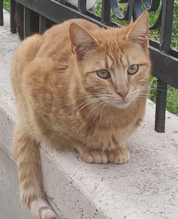 Sundy, geb. ca. 04/2021, lebt in GRIECHENLAND, auf einer privaten Pflegestelle