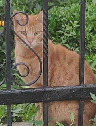 Sundy, geb. ca. 04/2021, lebt in GRIECHENLAND, auf einer privaten Pflegestelle