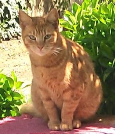 Sundy, geb. ca. 04/2021, lebt in GRIECHENLAND, auf einer privaten Pflegestelle