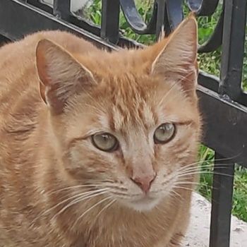 Sundy, geb. ca. 04/2021, lebt in GRIECHENLAND, auf einer privaten Pflegestelle