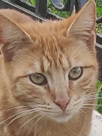 Sundy, geb. ca. 04/2021, lebt in GRIECHENLAND, auf einer privaten Pflegestelle