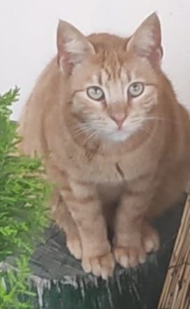 Sundy, geb. ca. 04/2021, lebt in GRIECHENLAND, auf einer privaten Pflegestelle