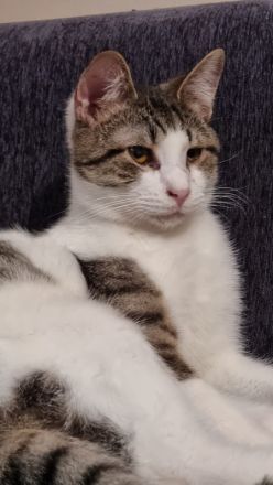 Samuel, geb. ca. 05/2022, lebt in GRIECHENLAND, auf einer privaten Pflegestelle