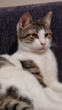 Samuel, geb. ca. 05/2022, lebt in GRIECHENLAND, auf einer privaten Pflegestelle