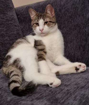 Samuel, geb. ca. 05/2022, lebt in GRIECHENLAND, auf einer privaten Pflegestelle