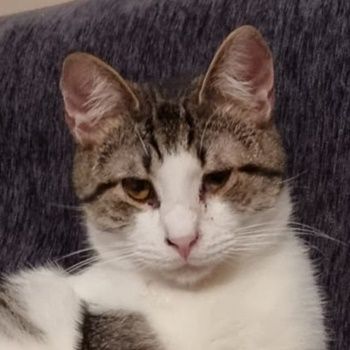 Samuel, geb. ca. 05/2022, lebt in GRIECHENLAND, auf einer privaten Pflegestelle