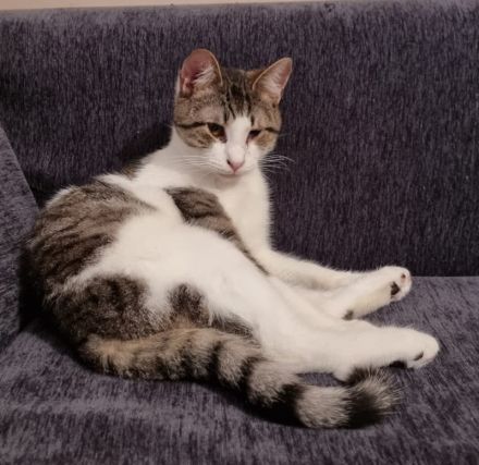 Samuel, geb. ca. 05/2022, lebt in GRIECHENLAND, auf einer privaten Pflegestelle