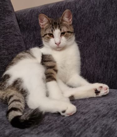 Samuel, geb. ca. 05/2022, lebt in GRIECHENLAND, auf einer privaten Pflegestelle