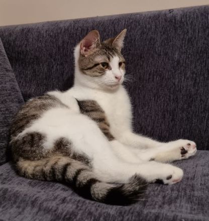 Samuel, geb. ca. 05/2022, lebt in GRIECHENLAND, auf einer privaten Pflegestelle