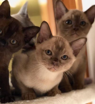 Burma Kitten REINRASSIG!!!