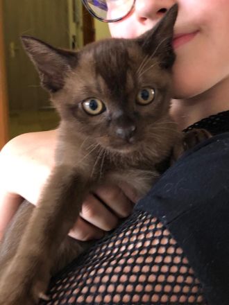 Burma Kitten REINRASSIG!!!