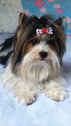 Deckrüde Biewer Yorkshire Terrier