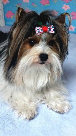 Deckrüde Biewer Yorkshire Terrier