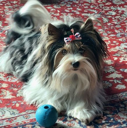 Deckrüde Biewer Yorkshire Terrier