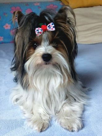 Deckrüde Biewer Yorkshire Terrier