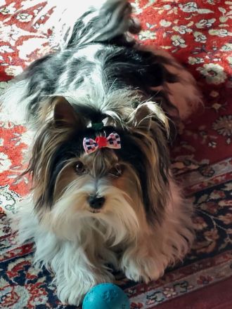 Deckrüde Biewer Yorkshire Terrier