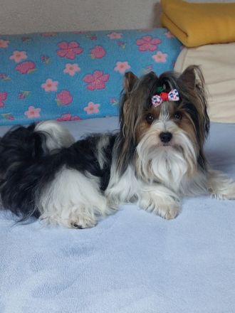 Deckrüde Biewer Yorkshire Terrier