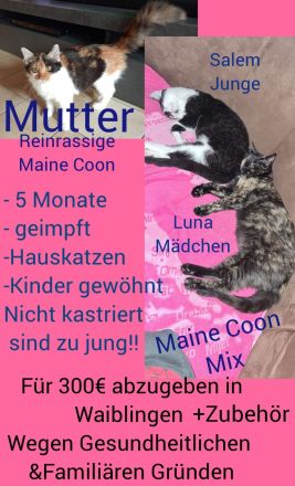 2 Maine Coon mix kitten