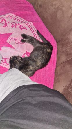 2 Maine Coon mix kitten