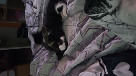 2 Maine Coon mix kitten