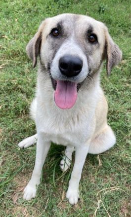 Monya, geb. ca. 10/2021, lebt in GRIECHENLAND, im städt. Tierheim Serres