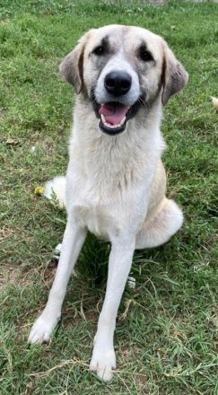 Monya, geb. ca. 10/2021, lebt in GRIECHENLAND, im städt. Tierheim Serres