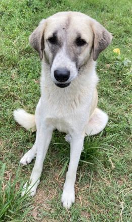 Monya, geb. ca. 10/2021, lebt in GRIECHENLAND, im städt. Tierheim Serres