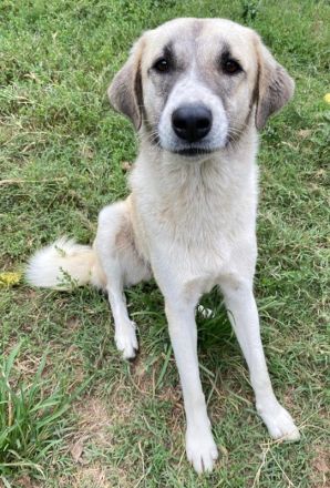 Monya, geb. ca. 10/2021, lebt in GRIECHENLAND, im städt. Tierheim Serres