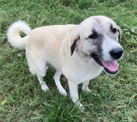 Monya, geb. ca. 10/2021, lebt in GRIECHENLAND, im städt. Tierheim Serres