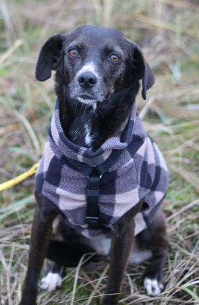 Nera, geb. ca. 09/2021, lebt auf einer Pflegestelle in 12555 Berlin