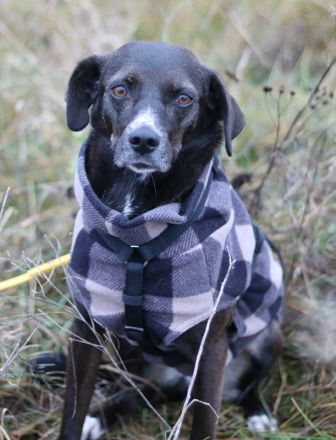 Nera, geb. ca. 09/2021, lebt auf einer Pflegestelle in 12555 Berlin