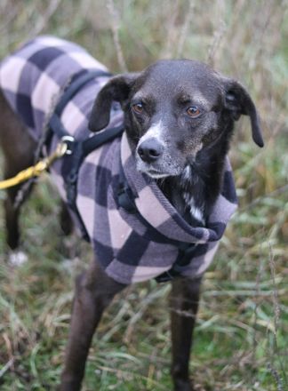 Nera, geb. ca. 09/2021, lebt auf einer Pflegestelle in 12555 Berlin