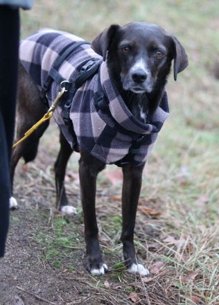 Nera, geb. ca. 09/2021, lebt auf einer Pflegestelle in 12555 Berlin