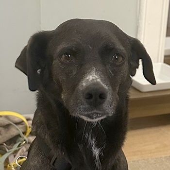 Nera, geb. ca. 09/2021, lebt auf einer Pflegestelle in 12555 Berlin