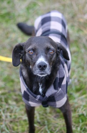 Nera, geb. ca. 09/2021, lebt auf einer Pflegestelle in 12555 Berlin