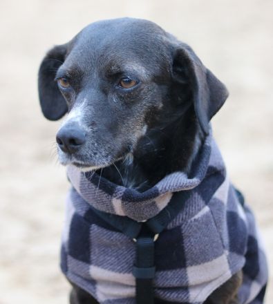 Nera, geb. ca. 09/2021, lebt auf einer Pflegestelle in 12555 Berlin