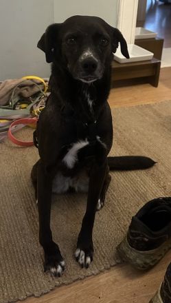 Nera, geb. ca. 09/2021, lebt auf einer Pflegestelle in 12555 Berlin