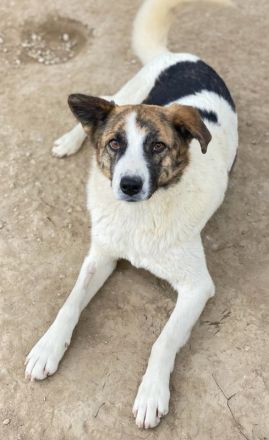 Orini, geb. ca. 07/2021, lebt in GRIECHENLAND, im städt. Tierheim Serres