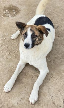 Orini, geb. ca. 07/2021, lebt in GRIECHENLAND, im städt. Tierheim Serres