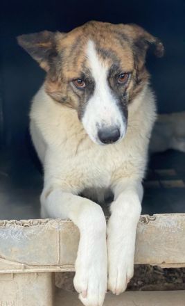 Orini, geb. ca. 07/2021, lebt in GRIECHENLAND, im städt. Tierheim Serres