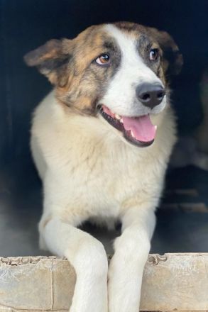 Orini, geb. ca. 07/2021, lebt in GRIECHENLAND, im städt. Tierheim Serres